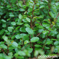 Muehlenbeckia complexa