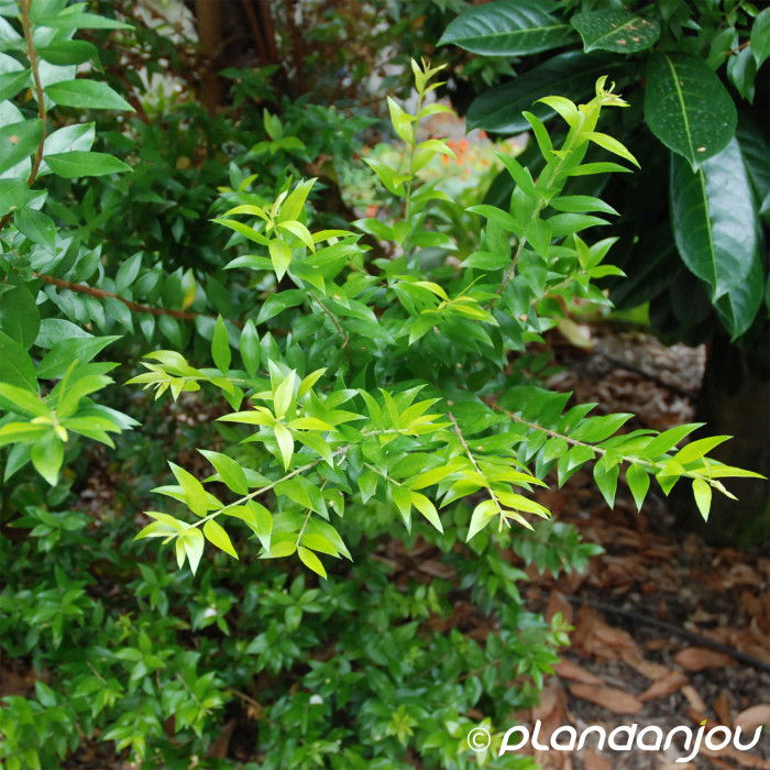 Myrtus communis