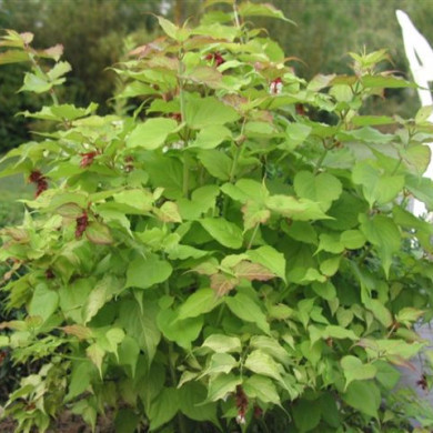 Leycesteria formosa Golden Lanterns® 'Notbruce'
