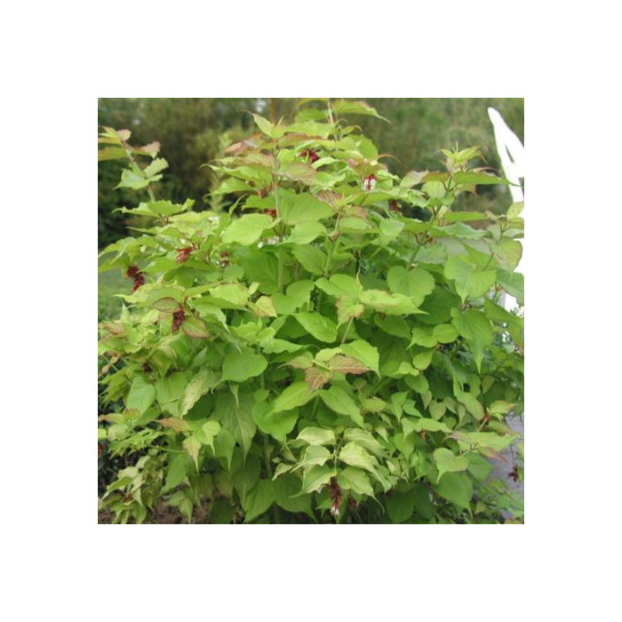 Leycesteria formosa Golden Lanterns® 'Notbruce'
