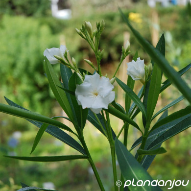 Nerium oleander Album