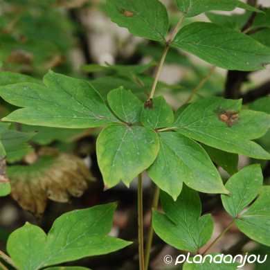 Paeonia suffruticosa blanc