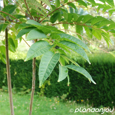 Phellodendron amurense
