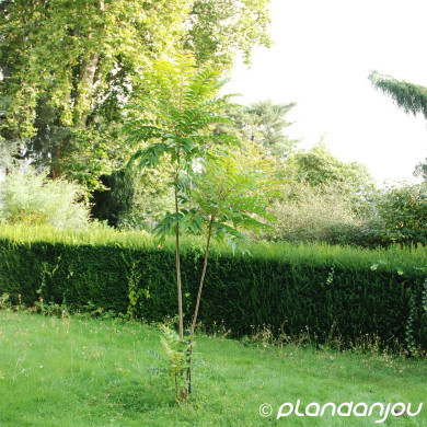 Phellodendron amurense