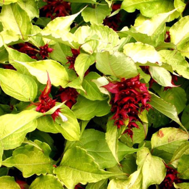 Leycesteria formosa Golden Lanterns® 'Notbruce'