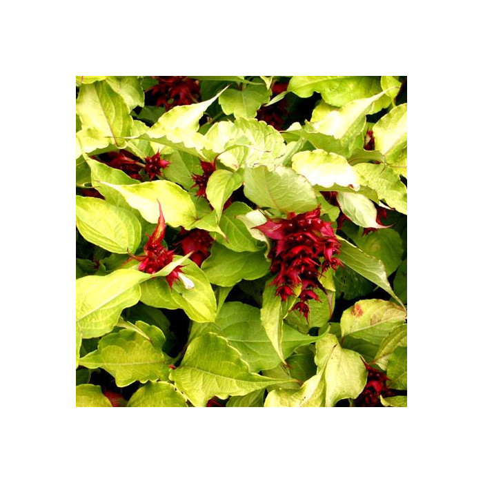 Leycesteria formosa Golden Lanterns® 'Notbruce'