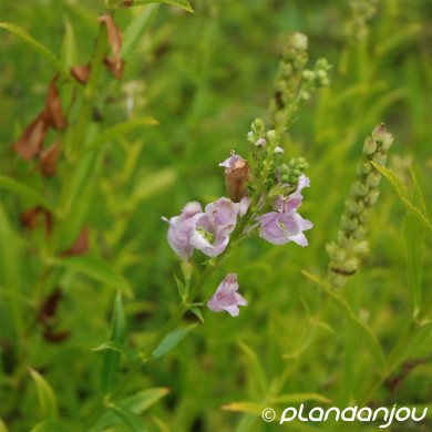 Physostegia virginiana