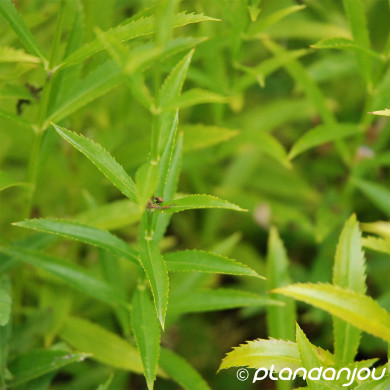 Physostegia virginiana