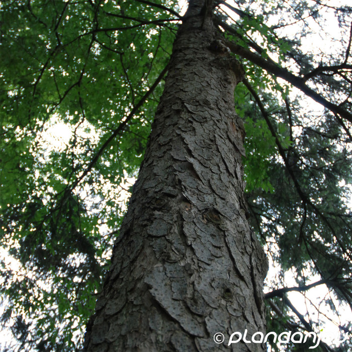 Picea abies