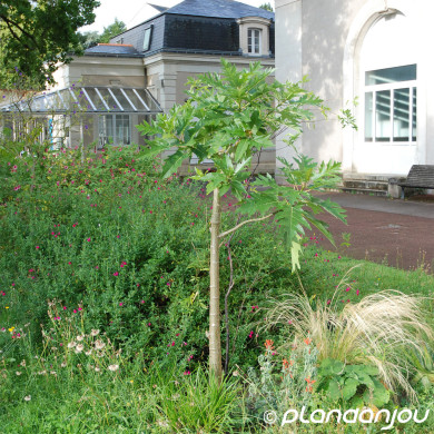 Platanus orientalis 'Minaret'