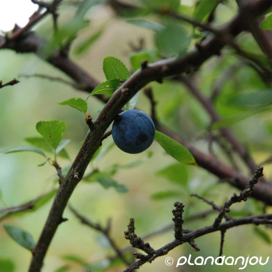 Prunus spinosa