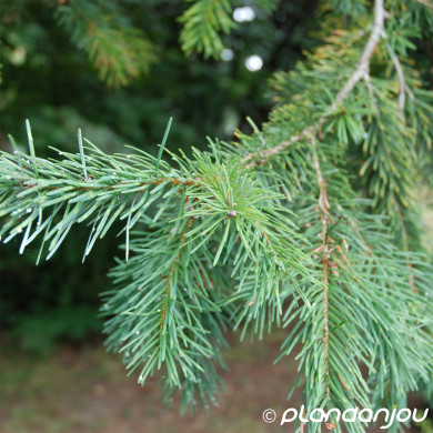 Pseudotsuga menziesii
