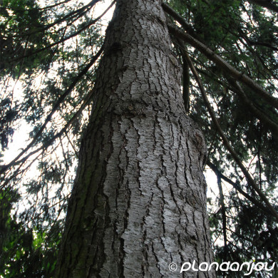 Pseudotsuga menziesii