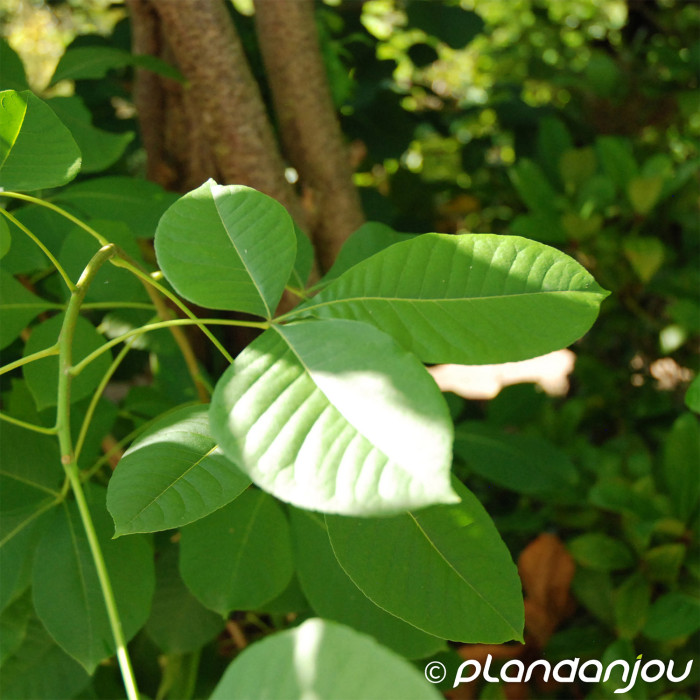 Ptelea trifoliata