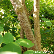 Ptelea trifoliata
