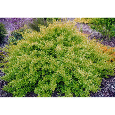 Ligustrum vulgare 'Lodense'