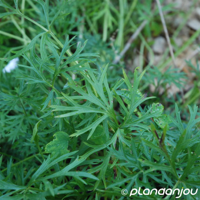Pulsatilla vulgaris 'White Swan'