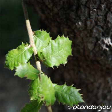 Quercus coccifera