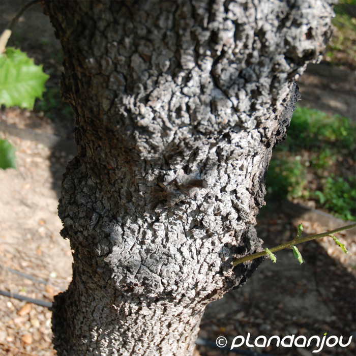 Quercus coccifera