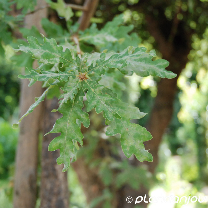 Quercus robur