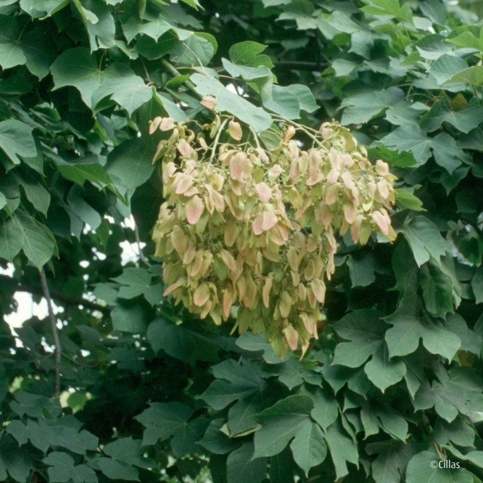 Firmiana simplex