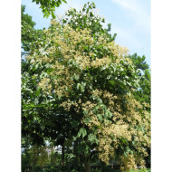 Firmiana simplex