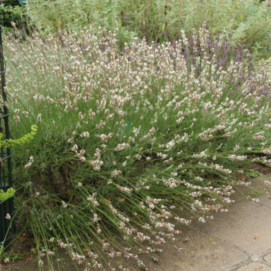 Lavandula x intermedia 'Edelweiss'