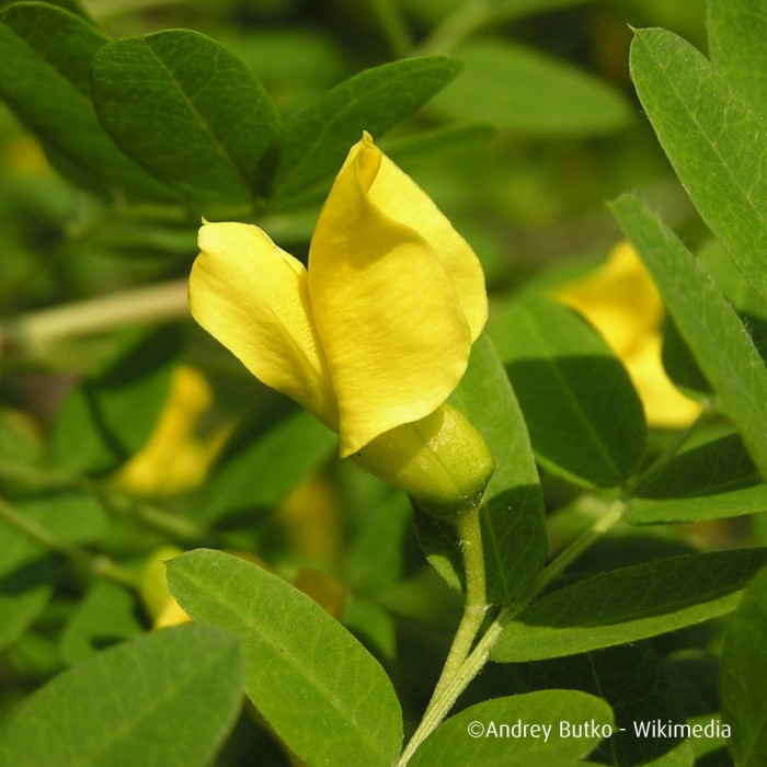 Caragana arborescens