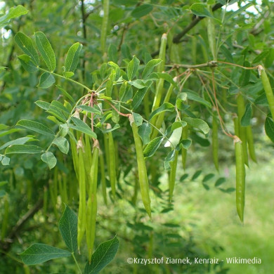 Caragana arborescens