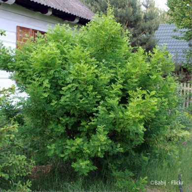 Caragana arborescens