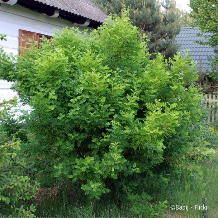 Caragana arborescens