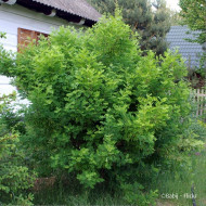 Caragana arborescens