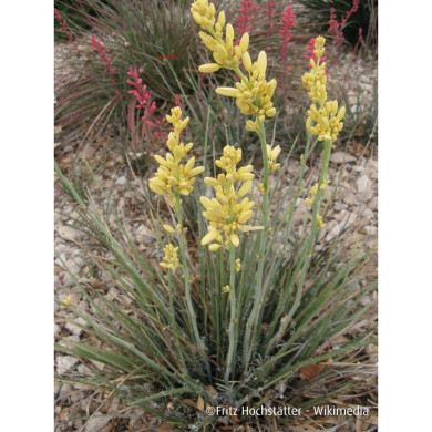 Hesperaloe parviflora 'Yellow Sun'