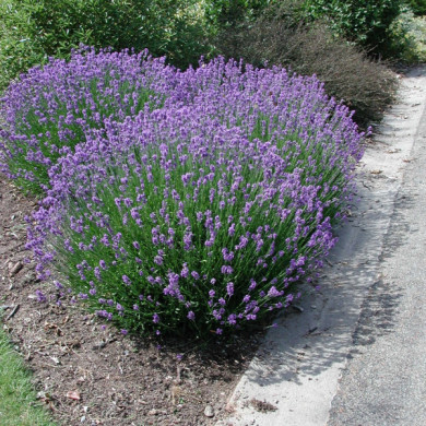 Lavandula x intermedia 'Grosso'