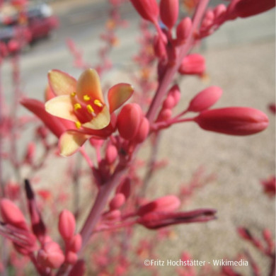 Hesperaloe parviflora