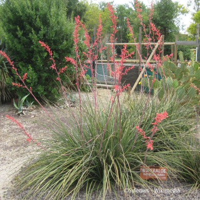 Hesperaloe parviflora