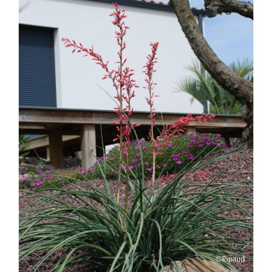 Hesperaloe parviflora