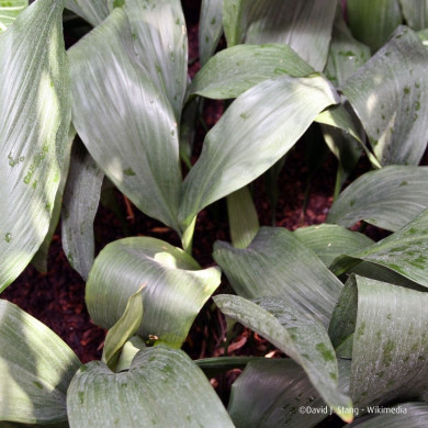 Aspidistra elatior