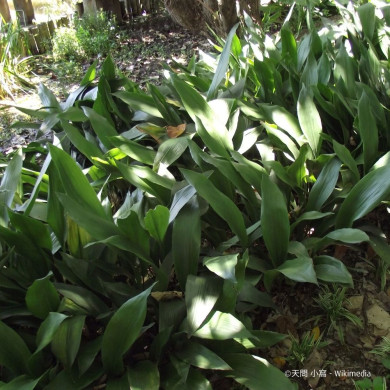 Aspidistra elatior