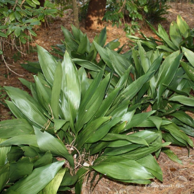 Aspidistra elatior