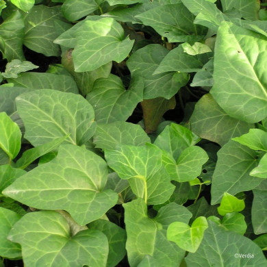 Hedera Algerian Bellecour®