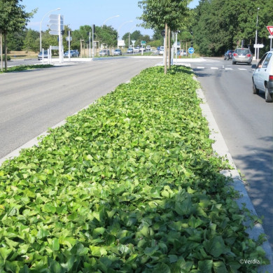 Hedera Algerian Bellecour®