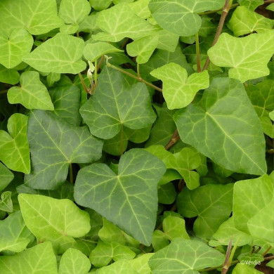 Hedera Algerian Bellecour®
