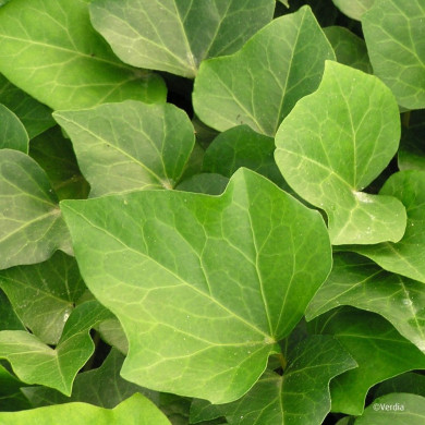 Hedera Algerian Bellecour®