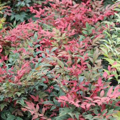Nandina domestica 'Gulf Stream'