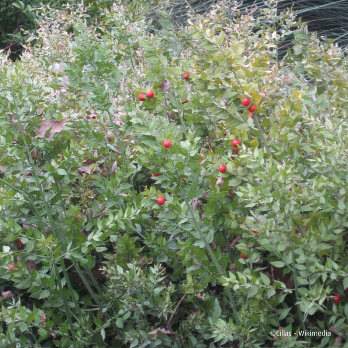 RUSCUS aculeatus 