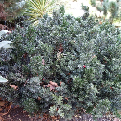 RUSCUS aculeatus 