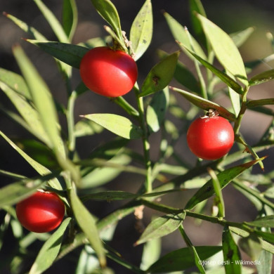RUSCUS aculeatus 