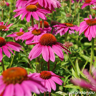 Echinacea purpurea POWWOW WILD BERRY® 'PAS702917'