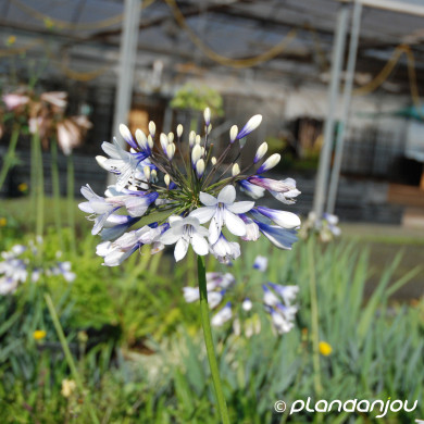 Agapanthus africanus Twister® 'ambic001'